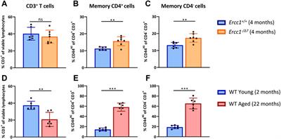 Compromised DNA Repair Promotes the Accumulation of Regulatory T Cells With an Aging-Related Phenotype and Responsiveness